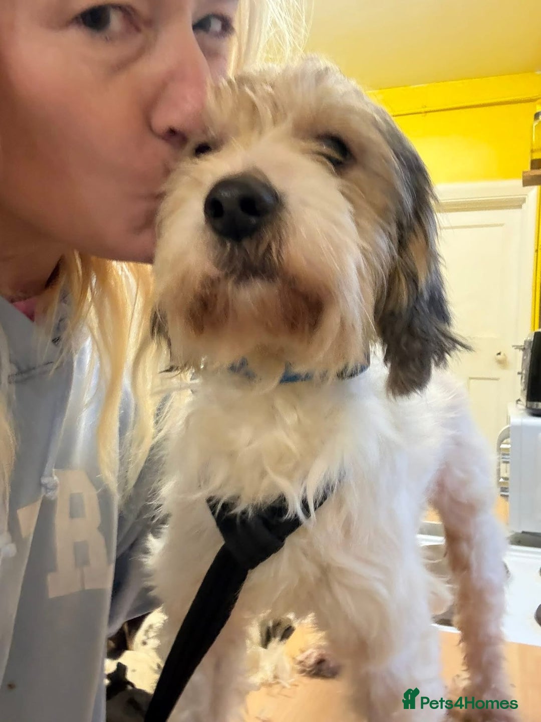 Mixed Breed dogs for adoption: Max - Hingham Norfolk  - Advert 8