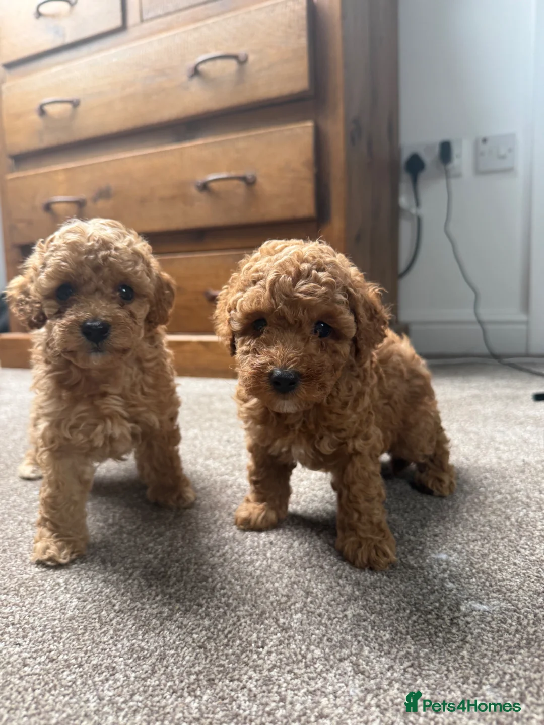 Toy Poodle dogs for sale: Apricot Beauties!  - Advert 11