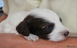 Cockapoo dogs for sale: Lyn Marie Pressley  - Image 7