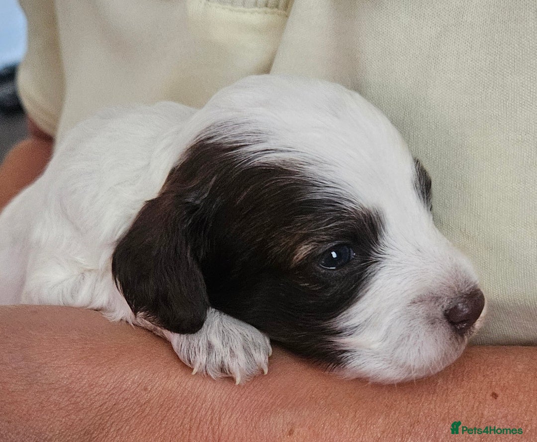 Cockapoo dogs for sale: Lyn Marie Pressley  - Image 7