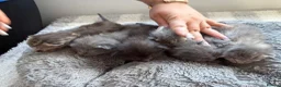 Mixed Breed cats for sale: Beautiful silver, grey, tabby and black kitten - Advert 4