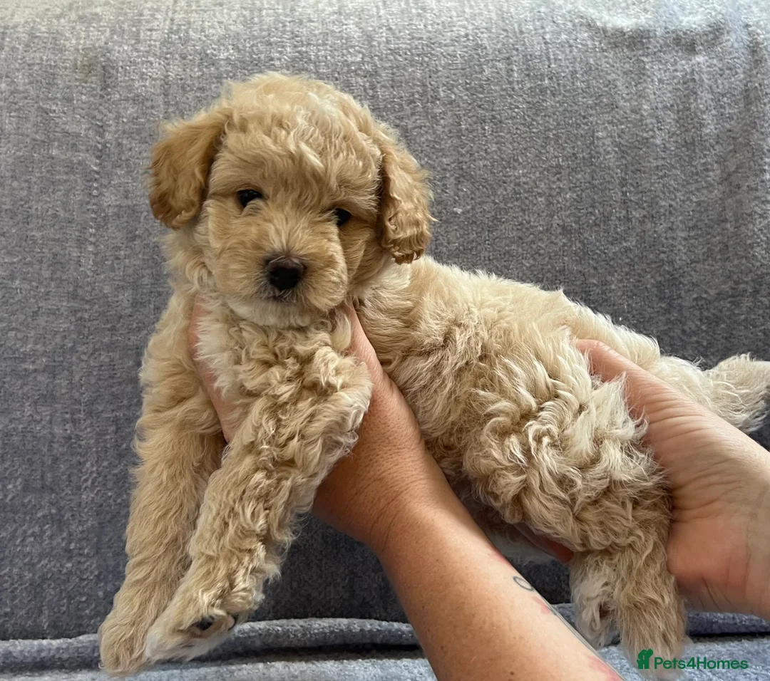 Maltipoo dogs for stud: Maltipoo Stud in Trowbridge - Advert 18