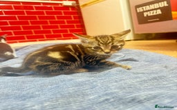 Mixed Breed cats for sale: 3 tabby cats ready in 2 weeks  - Image 5