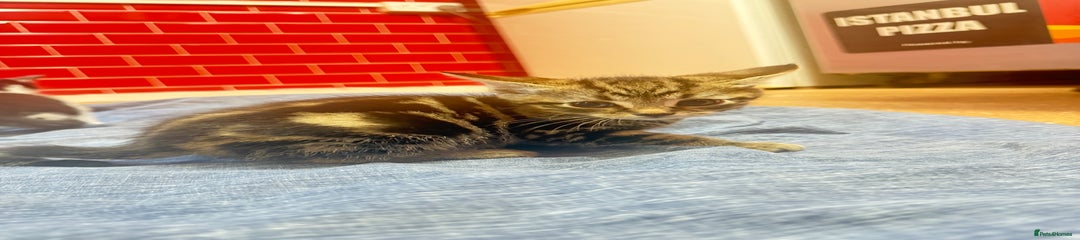 Mixed Breed Kitten 3