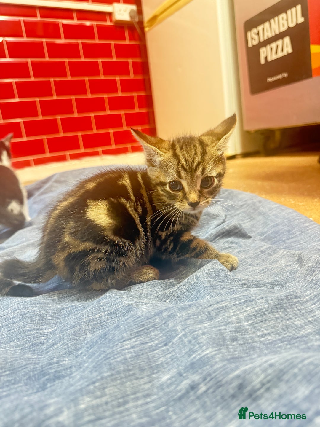 Mixed Breed cats for sale: 3 tabby cats ready in 2 weeks  - Image 5