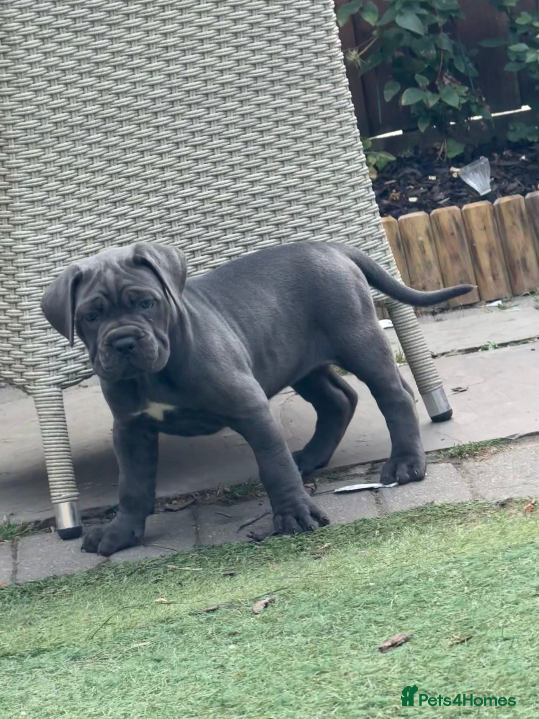 Cane Corso dogs for sale: Cane corso puppies  - Image 11