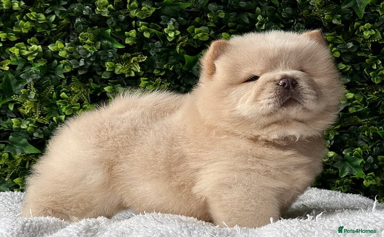 Chow Chow dogs - Advert 1