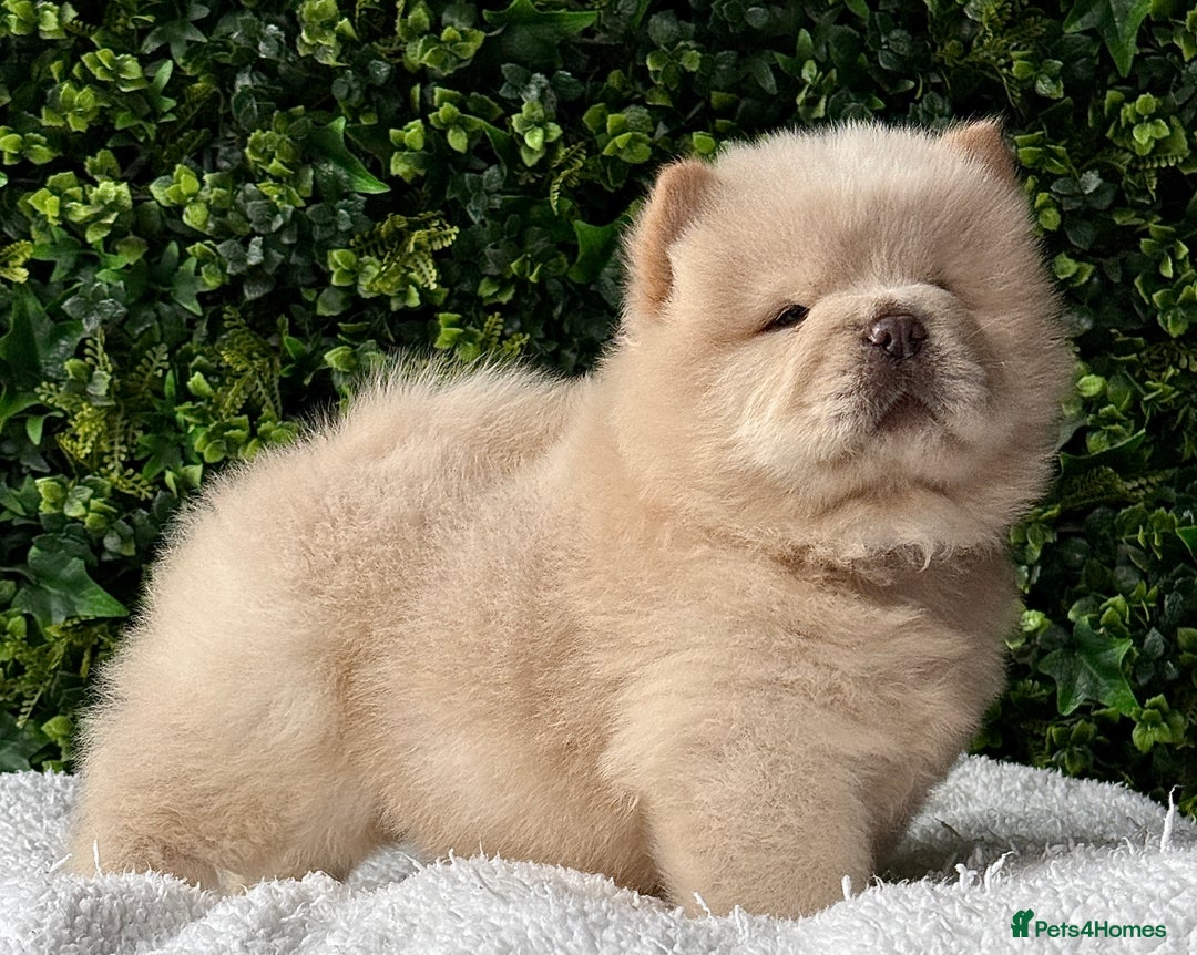 Chow Chow dogs for sale: 🧸🧸Beautiful litter of chow chow puppies🧸🧸 - Image 1