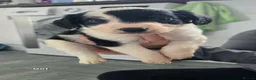 Mixed Breed dogs for sale: Cocker spaniel cross border collie - Advert 7