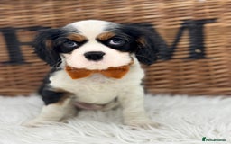 Cavalier King Charles Spaniel dogs for sale: Exstensively Health Tested Cavalier King Charle - Image 3