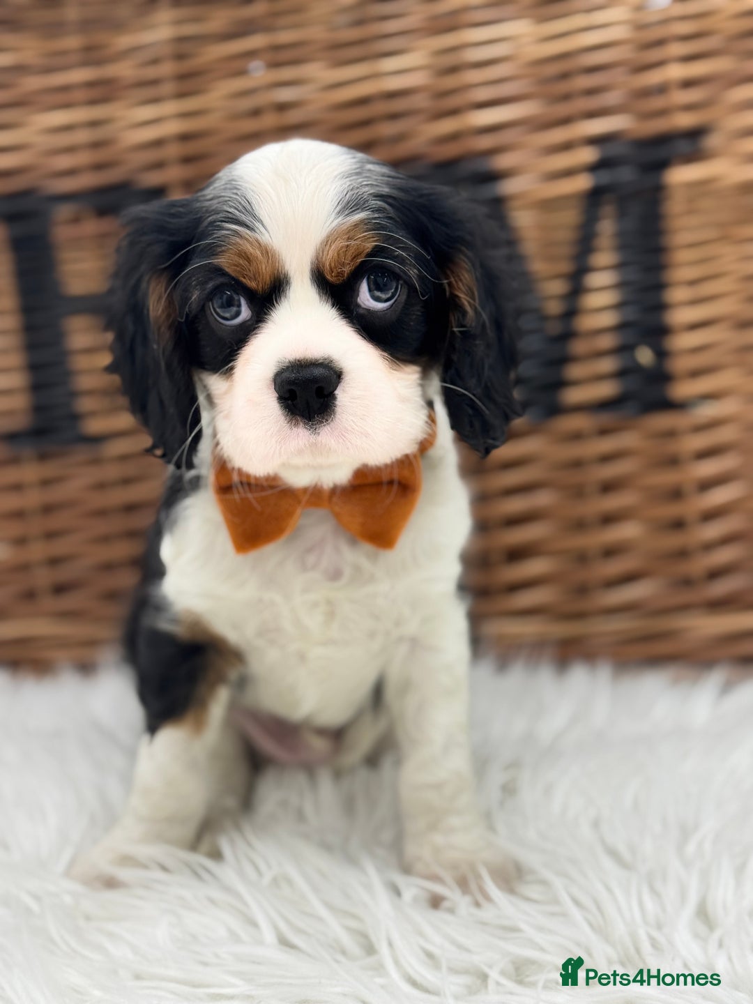Cavalier King Charles Spaniel dogs for sale: Exstensively Health Tested Cavalier King Charle - Image 3