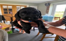 Cocker Spaniel dogs for sale: Cocker spaniel puppies for sale  - Image 15