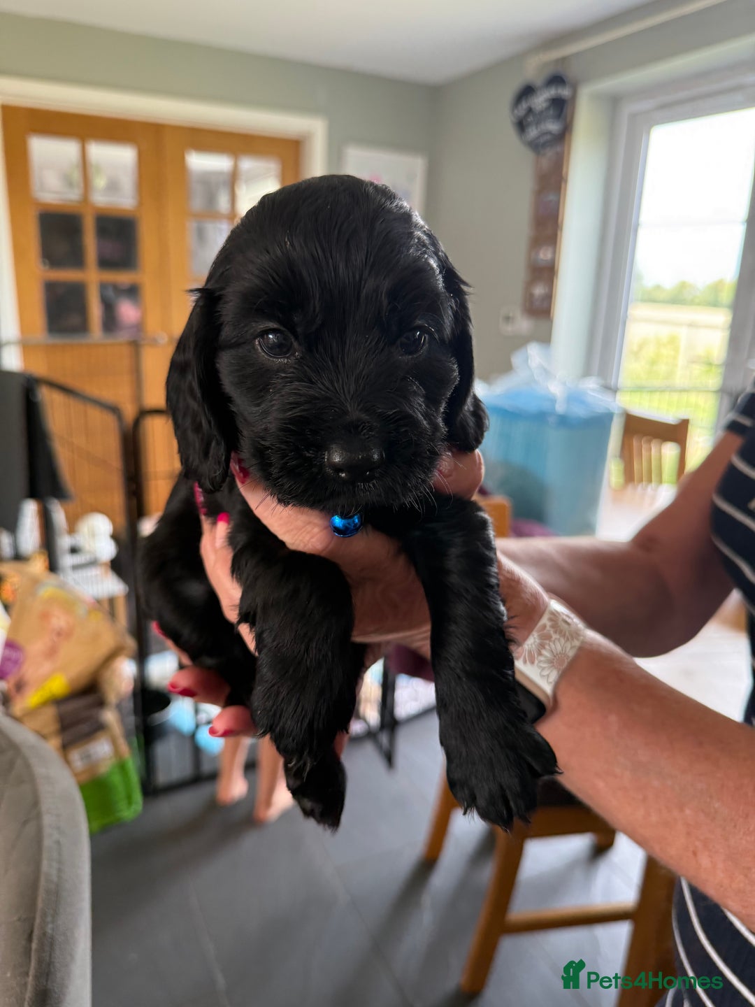 Cocker Spaniel dogs for sale: Cocker spaniel puppies for sale  - Image 15