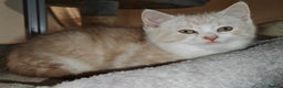 Mixed Breed cats for sale: British Shorthair Mix kittens - Ready Now - Advert 22