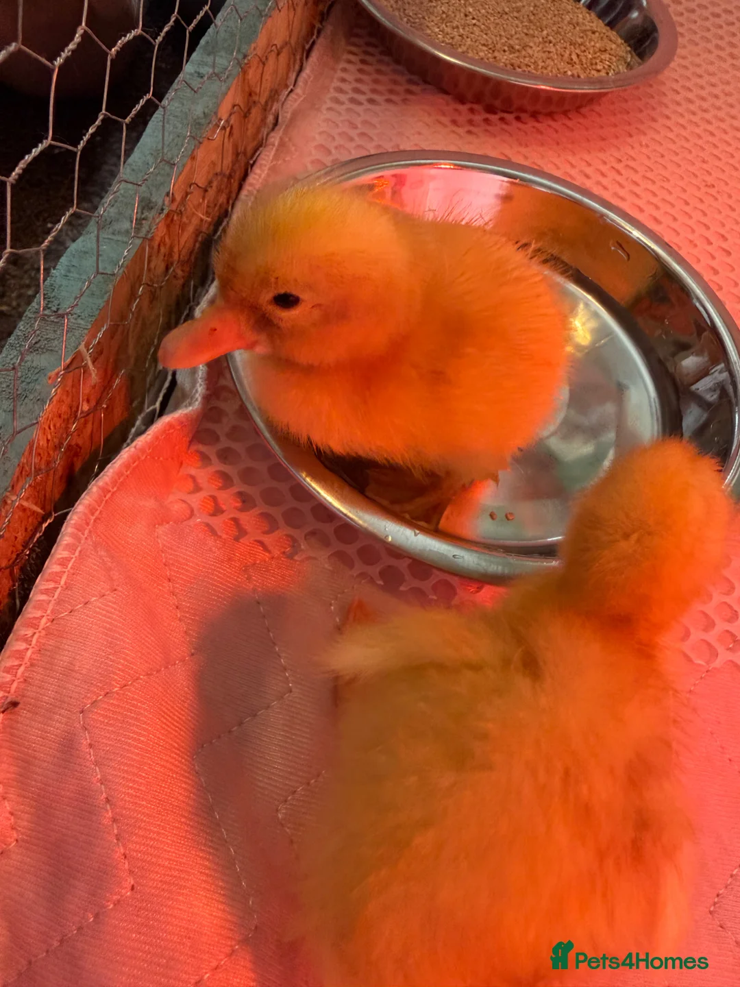 Ducks poultry for sale: Cherry valley ducklings  in Sutton-in-Ashfield - Advert 2