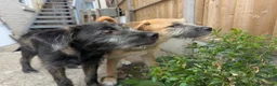Mixed Breed dogs for sale: Stunning WolfAkita Pups – 1 Boy/1 Girl Ready now!  in Southampton - Advert 31