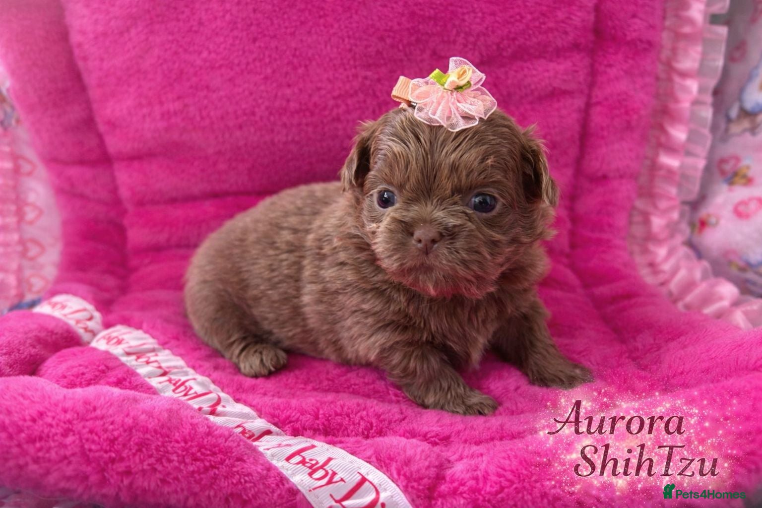 Shih Tzu dogs  Beautiful HEALTH TESTED KC Smoke & Pearl Puppies - Advert 1