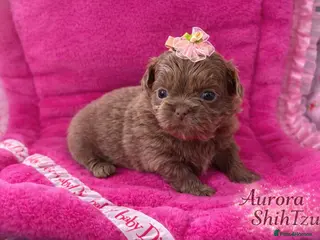 Shih Tzu dogs Beautiful HEALTH TESTED KC Smoke & Pearl Puppies - Advert 1