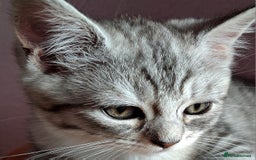 Scottish Fold cats for sale: ❤️Gorgeous Scottish Fold Straight ears kittens❤️ - Image 5