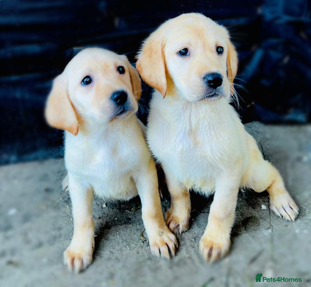 Labrador Retriever dogs for sale: Labrador Puppies  - Image 5