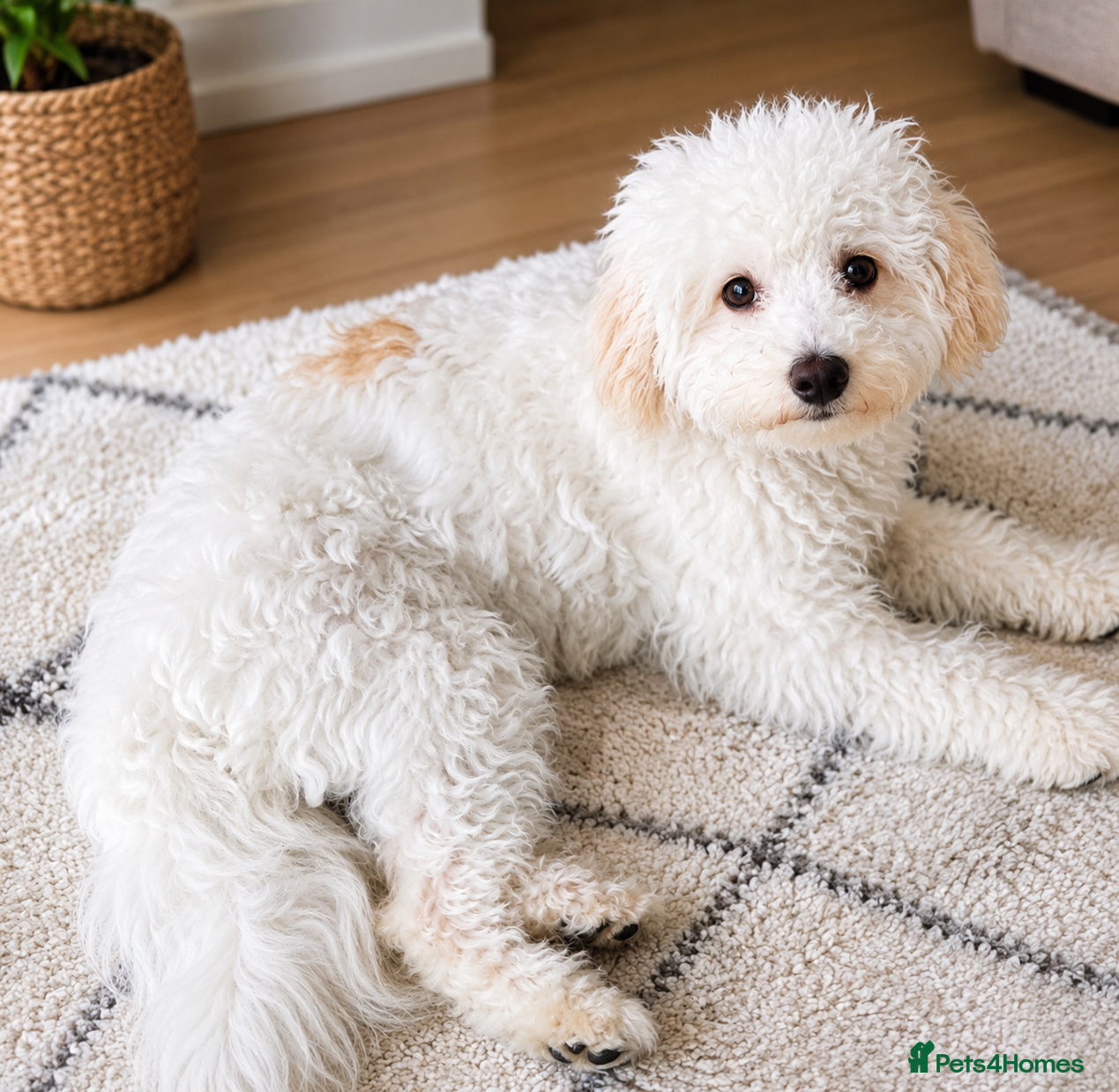 Maltipoo Puppy 1