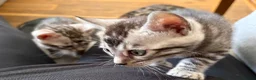 Bengal cats for sale: UPDATE 3 Gorgeous Bengal Kittens ready to reserve - Advert 7