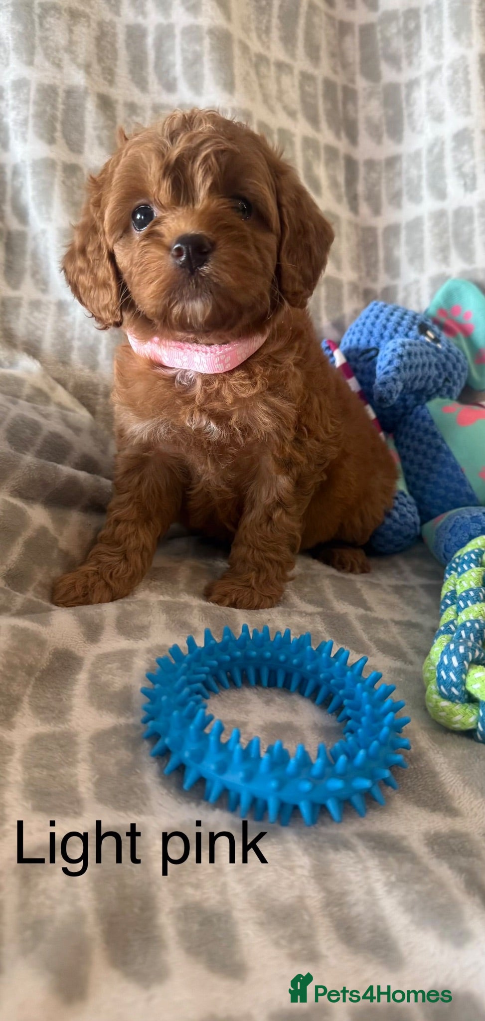 Cockapoo dogs Beautiful Cockapoo puppies  - Advert 1