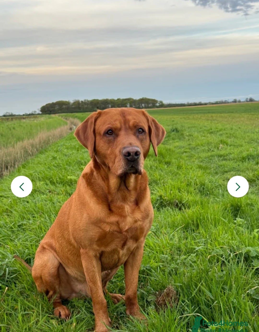 Labrador Retriever dogs for sale: Beautiful Yellow & Fox Red Labrador puppies. - Advert 4