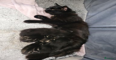 Mixed Breed cats - Advert 4