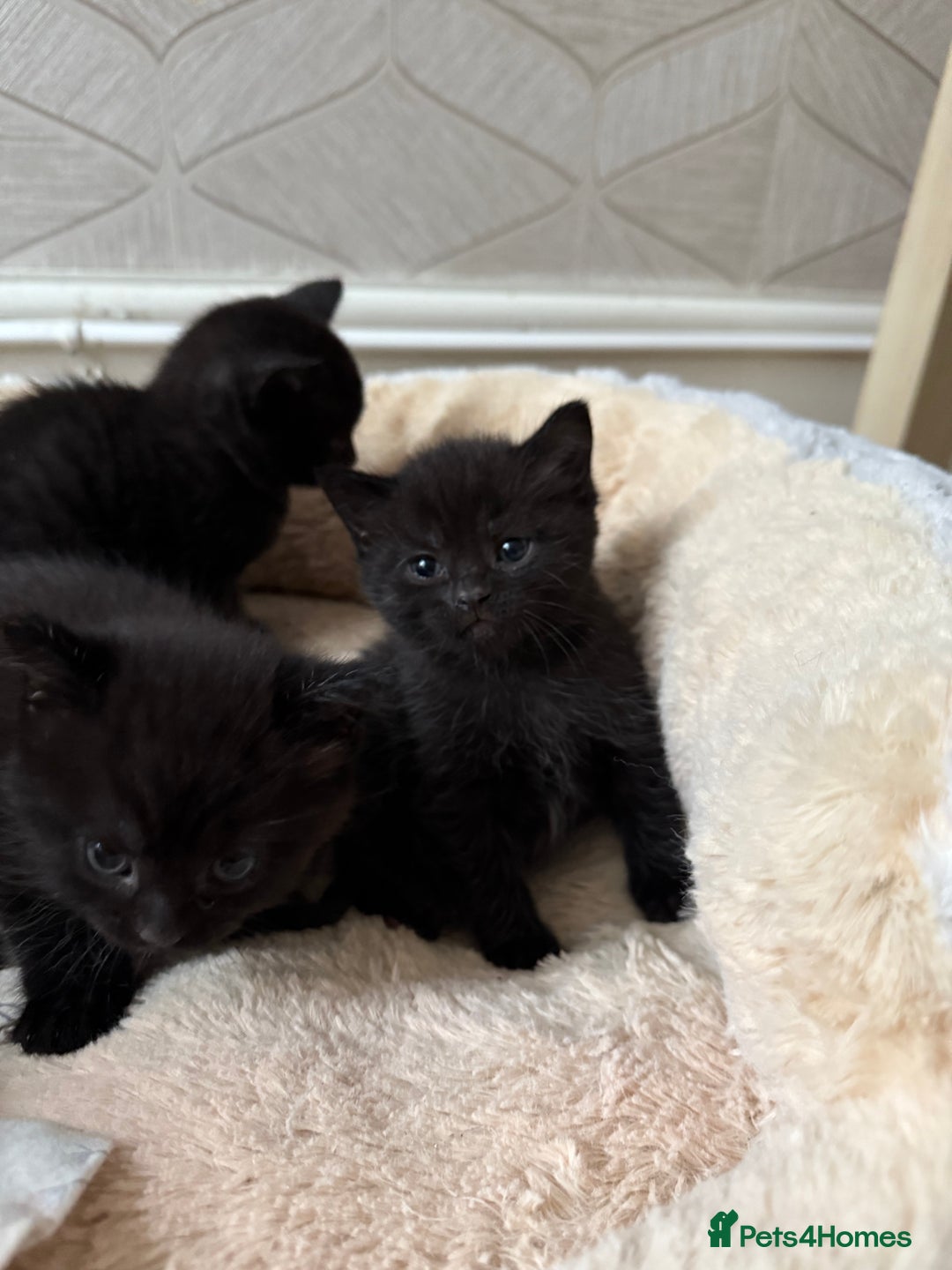 British Shorthair cats for sale: British shorthair mixed kittens  - Image 3