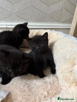 British Shorthair cats - Advert 12