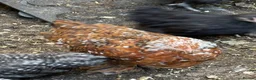 Chickens poultry for sale: Stunning millieflur pekin pullets Sexed bantam  - Advert 3