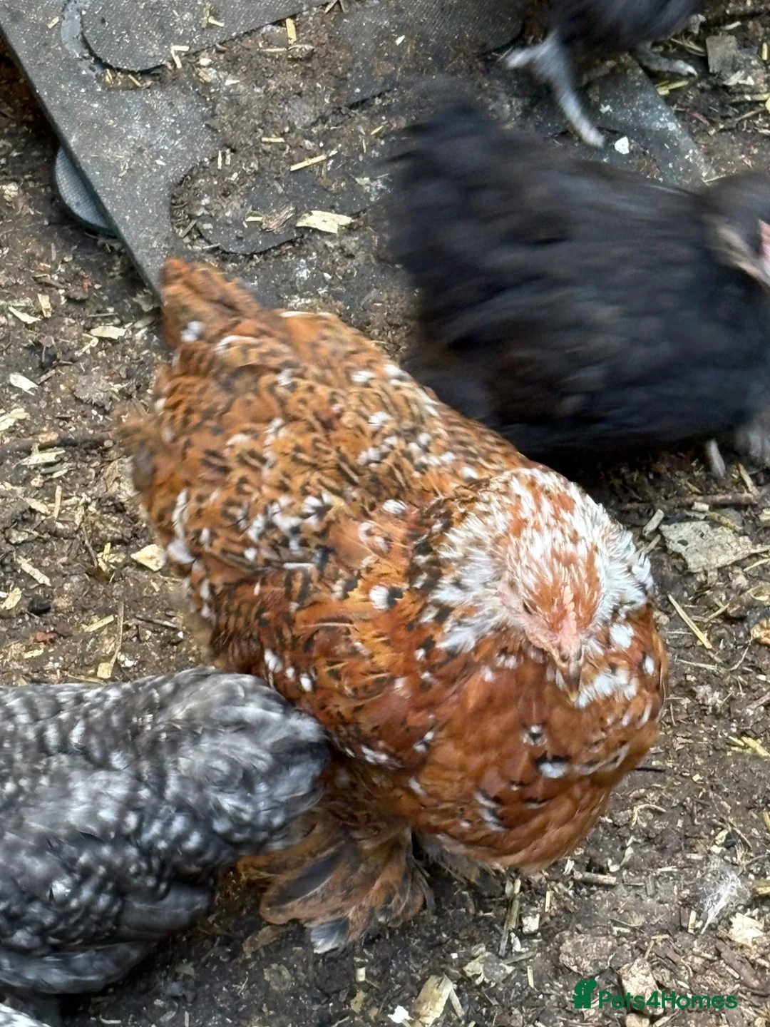 Chickens poultry for sale: Stunning millieflur pekin pullets Sexed bantam  - Advert 3