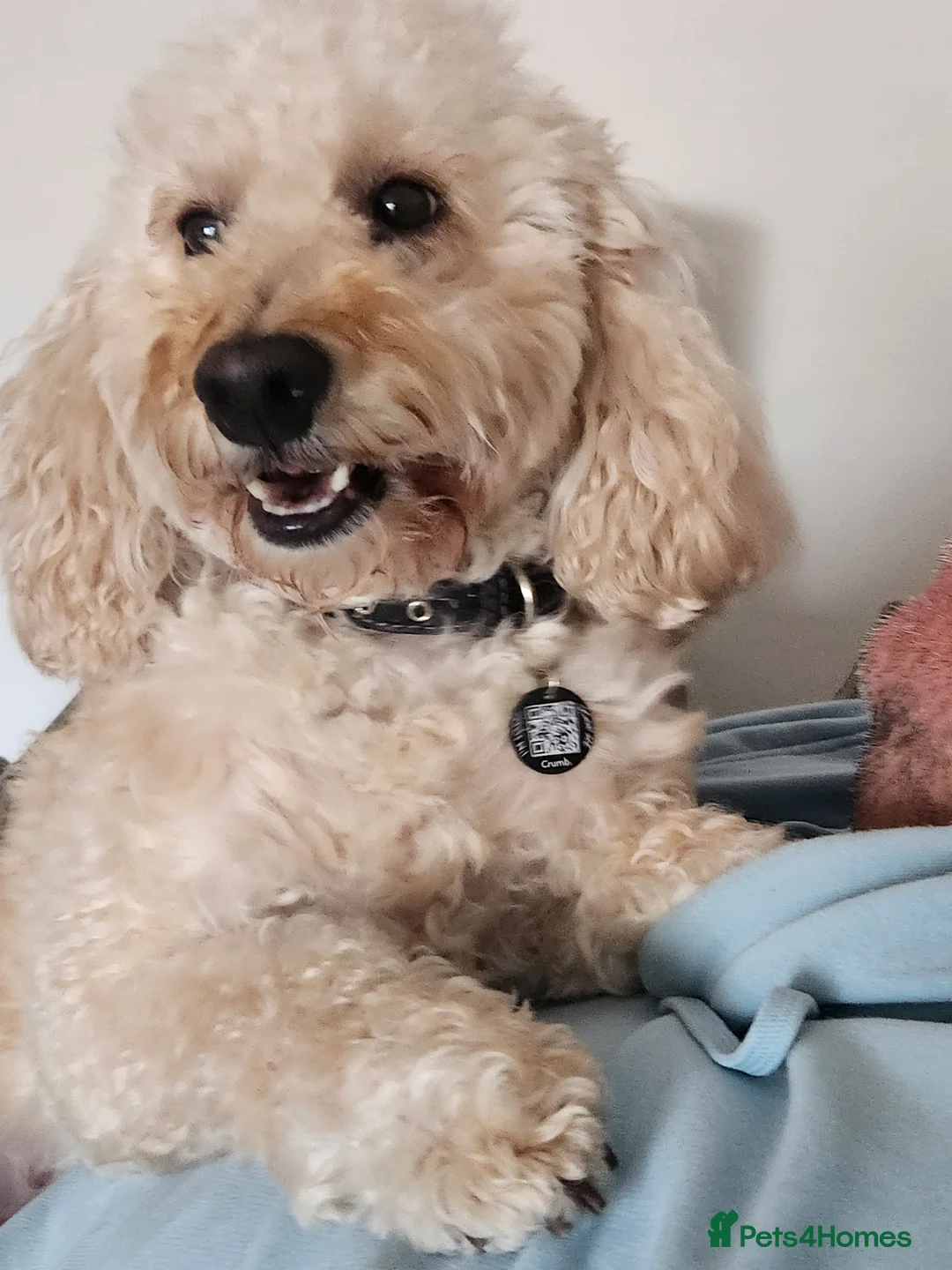 Cavapoo dogs for sale: Stunning Cavapoo's with complete puppy package  - Advert 1