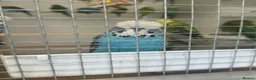 Budgerigars birds for sale: Budgies for sale  - Advert 17