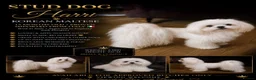 Maltese dogs for stud: Very beautiful Korean Maltese for stud  - Advert 1
