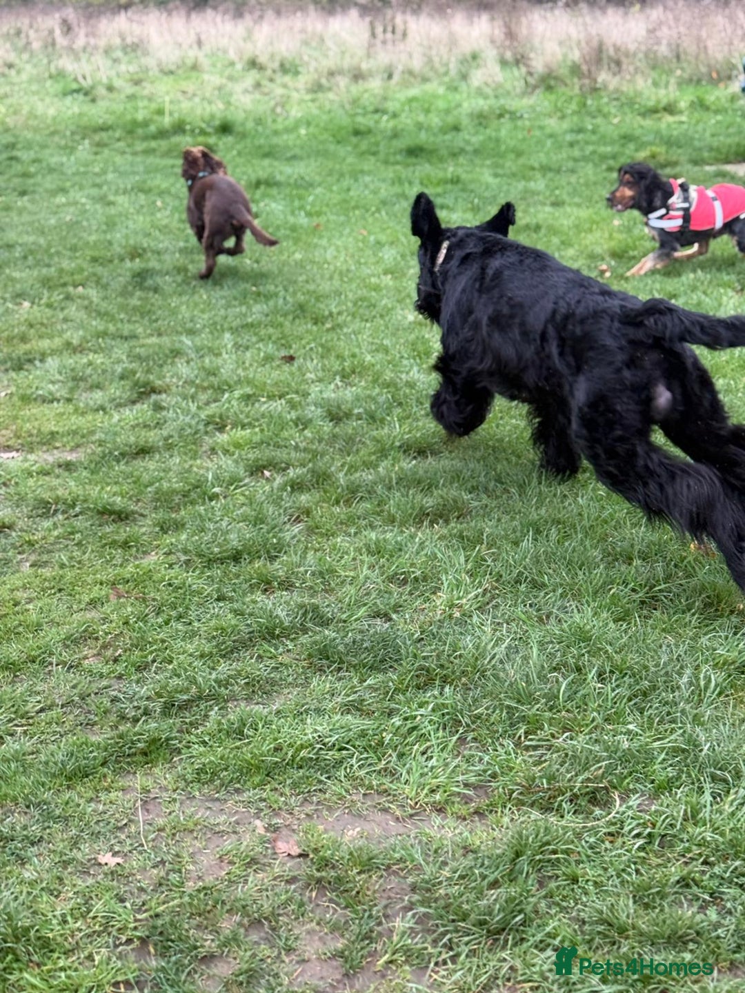 Giant Schnauzer dogs for stud: Giant Schnauzer for stud - Image 19