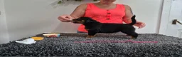 Rottweiler dogs for sale: Stunning fully health tested rottweiler pups in Sheffield - Advert 16