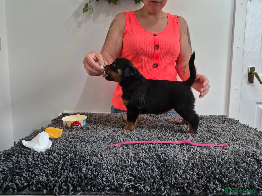 Rottweiler dogs for sale: Stunning fully health tested rottweiler pups in Sheffield - Advert 16