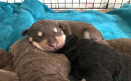 Mixed Breed dogs for sale: Beautiful puppies for sale  - Image 4