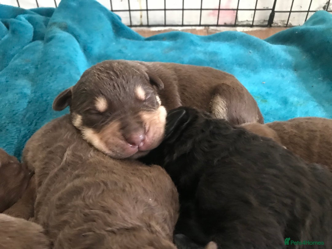Mixed Breed dogs for sale: Beautiful puppies for sale  - Image 4