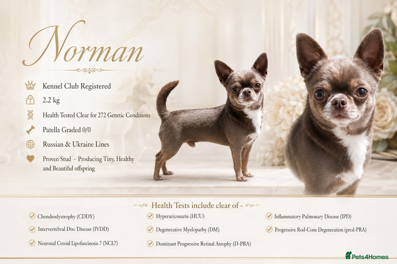 Chihuahua dogs KC reg-Health tested-PROVEN  - Advert 4