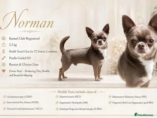 Chihuahua dogs KC reg-Health tested-PROVEN - Advert 4