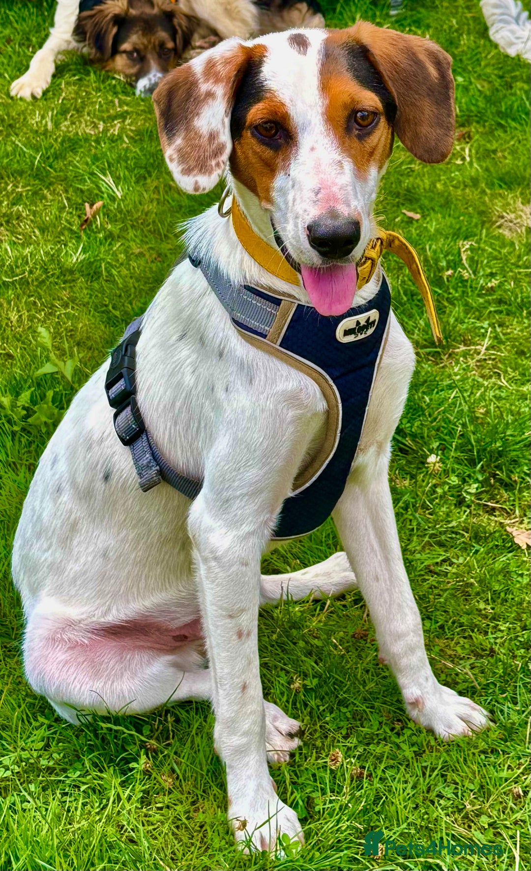Foxhound dogs for adoption: Hugo – The Puppy Who Survived the Silence - Image 5