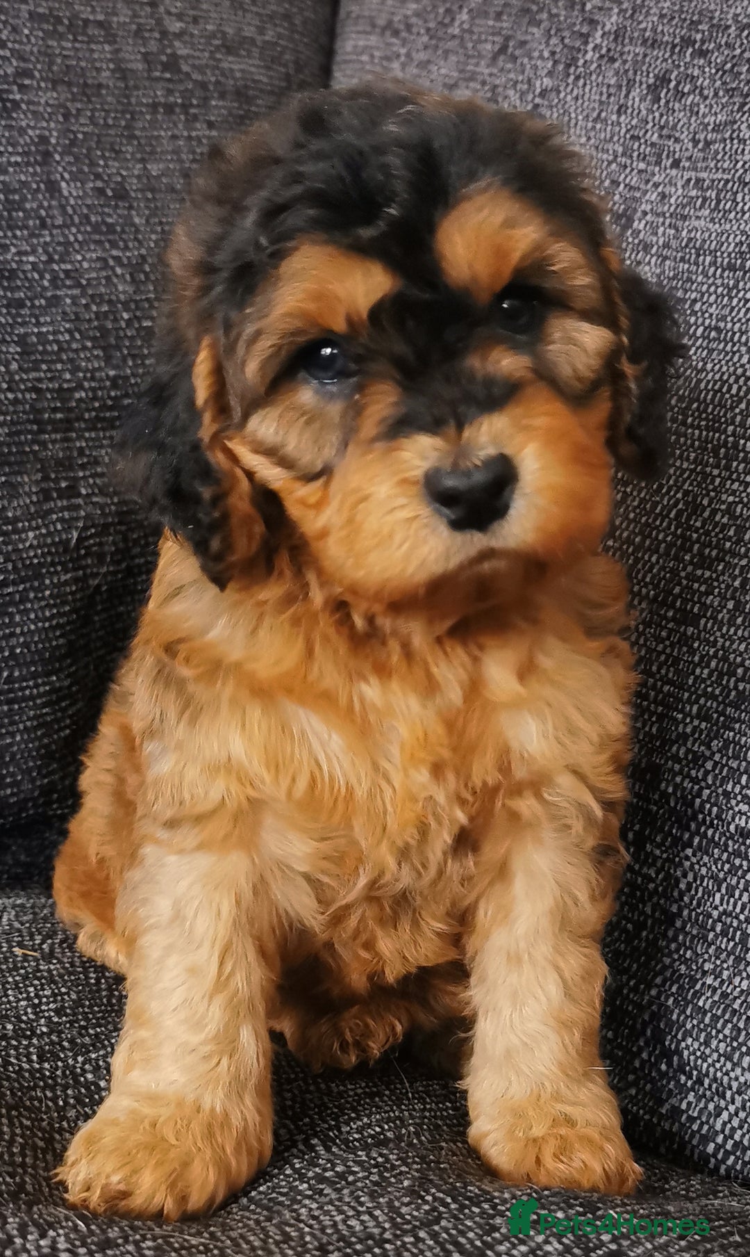 Cockapoo dogs for sale: Stunning Quality F1 Chocolate sable Cockapoo pups - Image 6