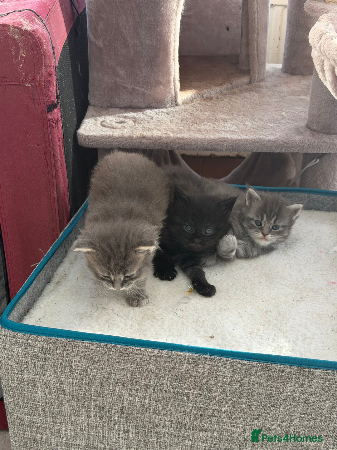 Maine Coon cats for sale: Maine Coon - Advert 4