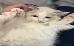 Ragdoll cats for sale: Male Ragdoll - Image 5