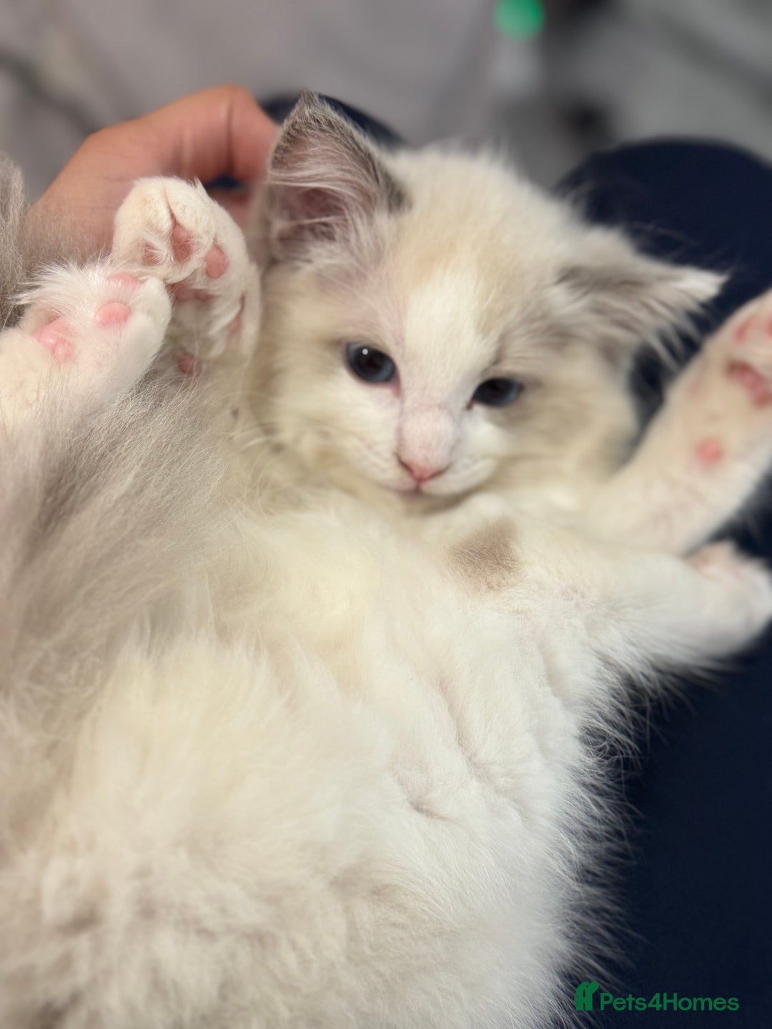 Ragdoll cats for sale: Male Ragdoll - Image 5