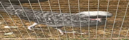 Chickens poultry for sale: Polish growers  - Advert 1