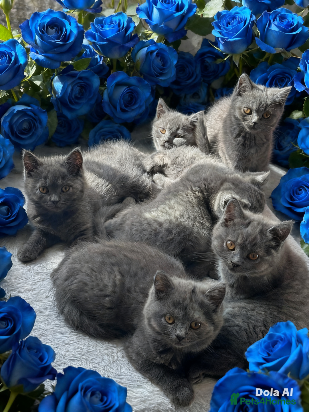British Shorthair cats for stud: Mr Bond - Advert 4